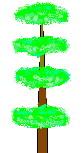A mature Gahmey Tree